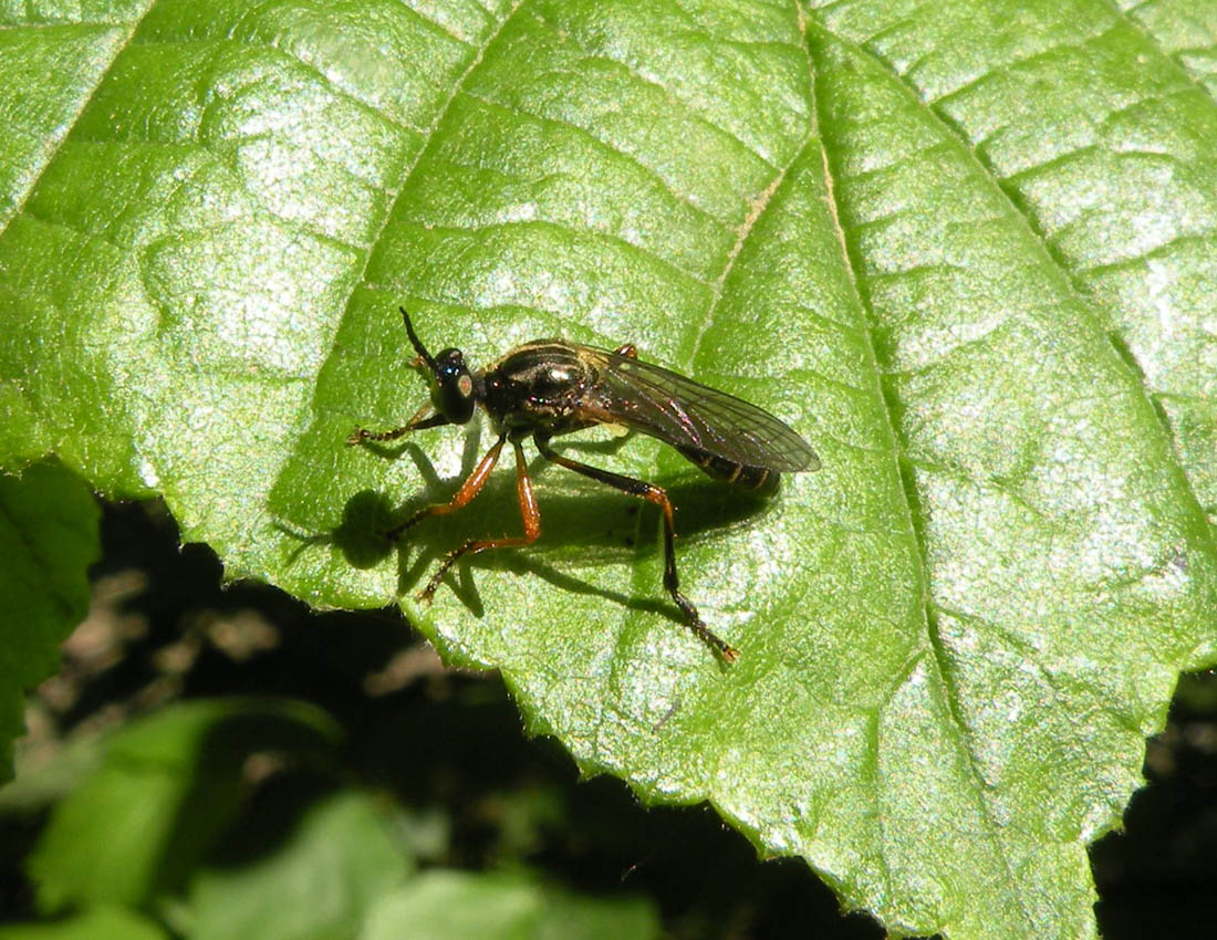 Dioctria? Dioctria rufipes?